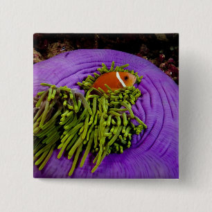 Anemonefish och stor anemon knapp