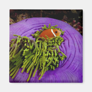 Anemonefish och stor anemon magnet