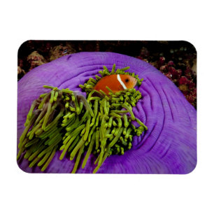 Anemonefish och stor anemon magnet