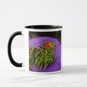 Anemonefish och stor anemon mugg