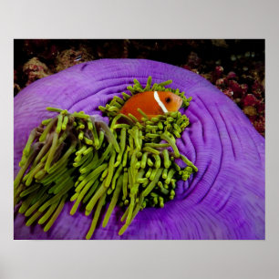 Anemonefish och stor anemon poster
