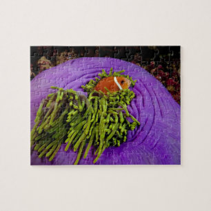 Anemonefish och stor anemon pussel