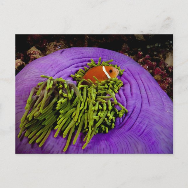 Anemonefish och stor anemon vykort (Framsida)