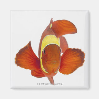 Anemonefish (Premnas biaculeatus) Magnet