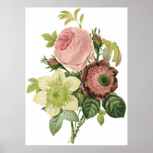 Anemonen steg, clematisen poster