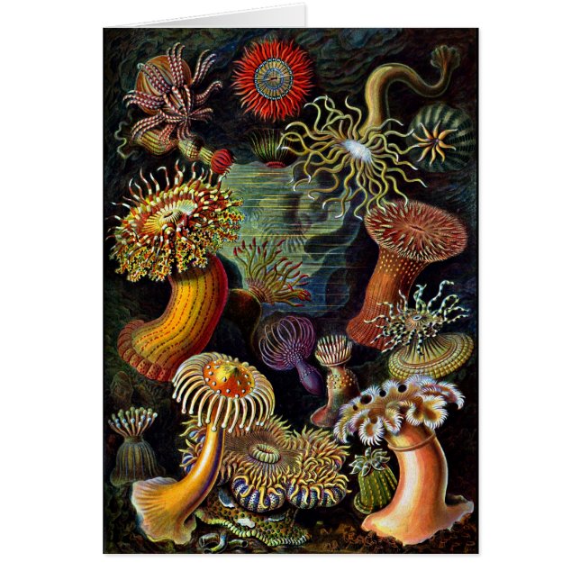 Anemoner från Under havet Hälsningskort (Framsidan)
