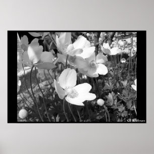 Anemoner Poster