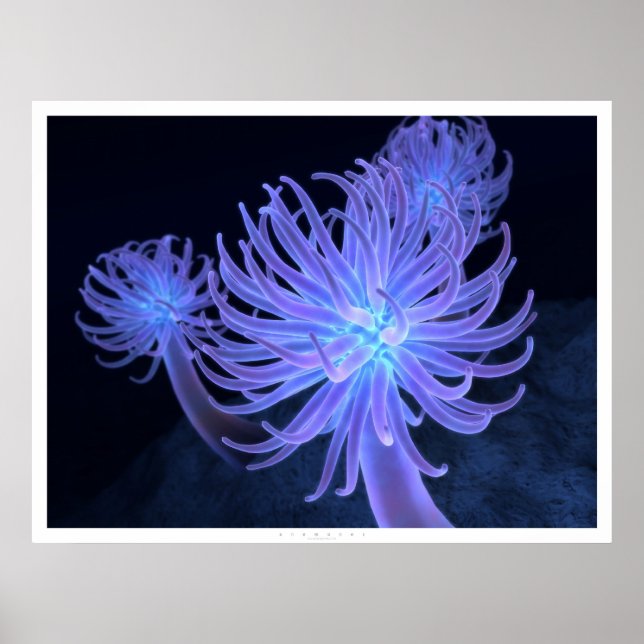 Anemones Poster (Framsidan)