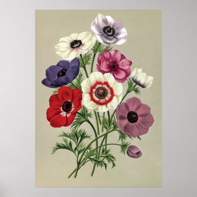 Anemones poster (Framsidan)