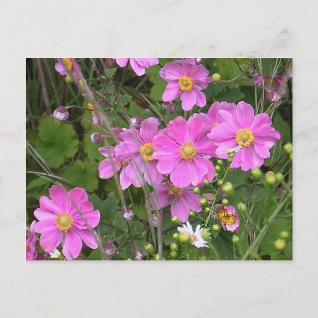Anemones vykort (Framsida)