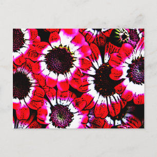 Anemones Vykort