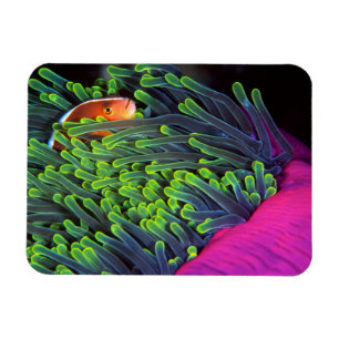 Anemonfisk gömmer sig i Anemon, Moçambique 2 Magnet