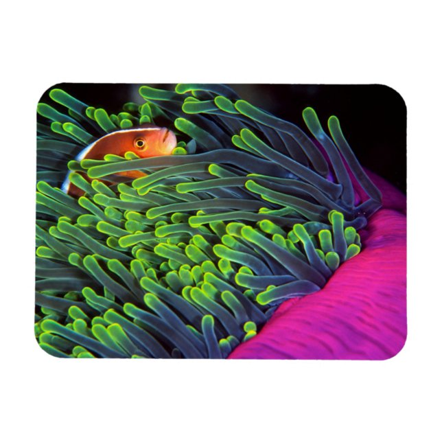 Anemonfisk gömmer sig i Anemon, Moçambique 2 Magnet (Horisontell)