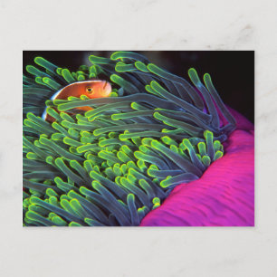 Anemonfisk gömmer sig i Anemon, Moçambique 2 Vykort