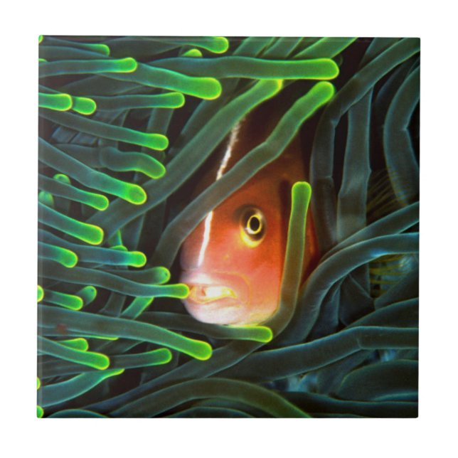 Anemonfisk gömmer sig i Anemon, Moçambique Kakelplatta (Framsidan)