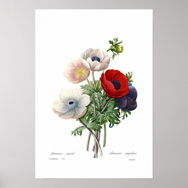 Anemonies Poster (Framsidan)