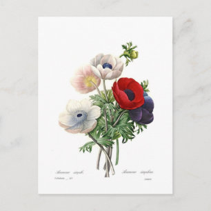 Anemonies Vykort