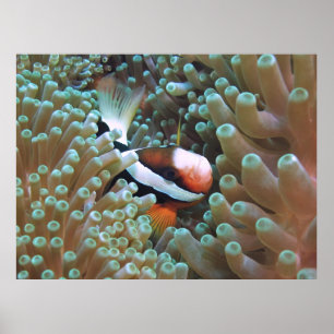 Anenomefish hemma poster