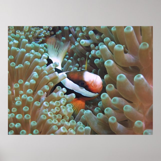 Anenomefish hemma poster (Framsidan)