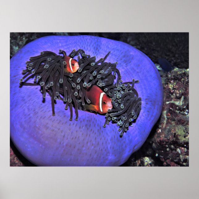 Anenomefish in Anenome Poster (Framsidan)