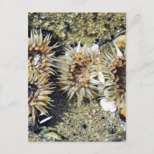 Anenomes Tidepools Sand Vykort