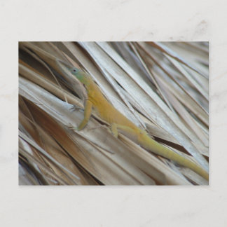 Aneole Lizard Vykort