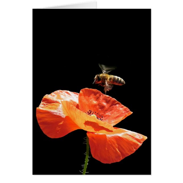 Anflug auf Mohnblume Hälsningskort (Framsidan)