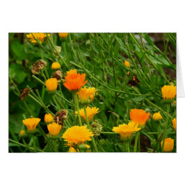 Äng i Maine Hälsningskort