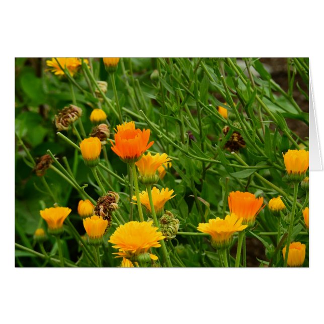 Äng i Maine Hälsningskort (Framsidan Horizontal)