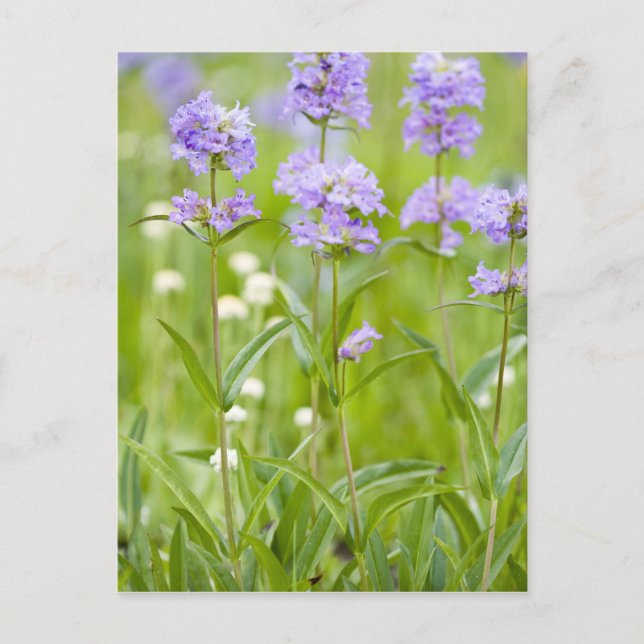 Äng med penstemon vilda blommor i vykort (Framsida)
