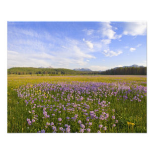 Äng med penstemon-vildblommor i 2 fototryck
