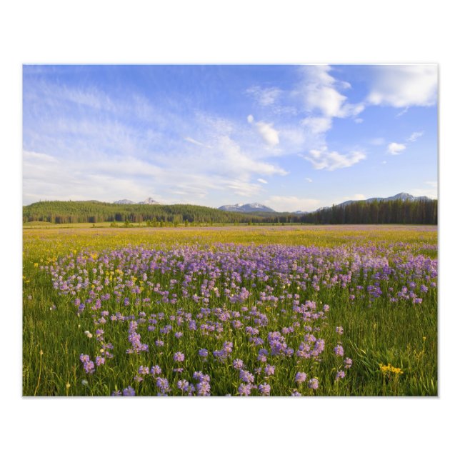 Äng med penstemon-vildblommor i 2 fototryck (Framsidan)