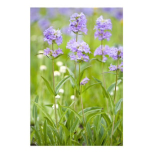 Äng med penstemon-vildblommor i fototryck