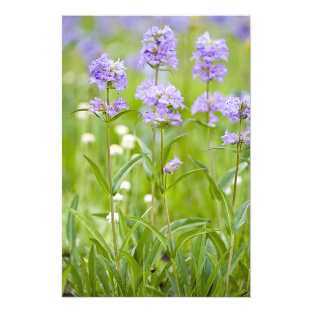 Äng med penstemon-vildblommor i fototryck (Framsidan)
