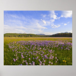 Äng med penstemon-vildblommor i poster