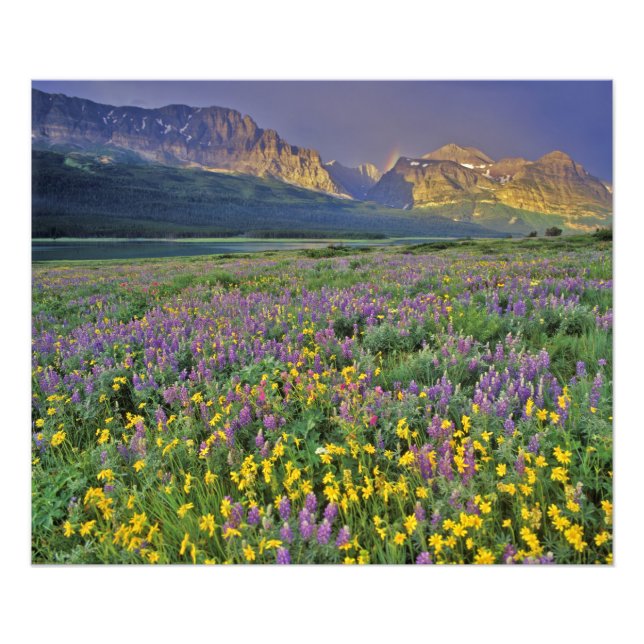 Äng med vilda blommor i Many glacier Fototryck (Framsidan)