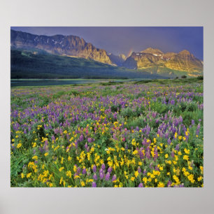 Äng med vilda blommor i Many glacier Poster