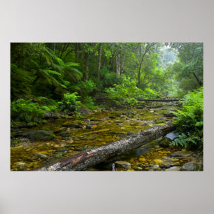 Ånga i skog, Knysna-Amatole Montane Poster
