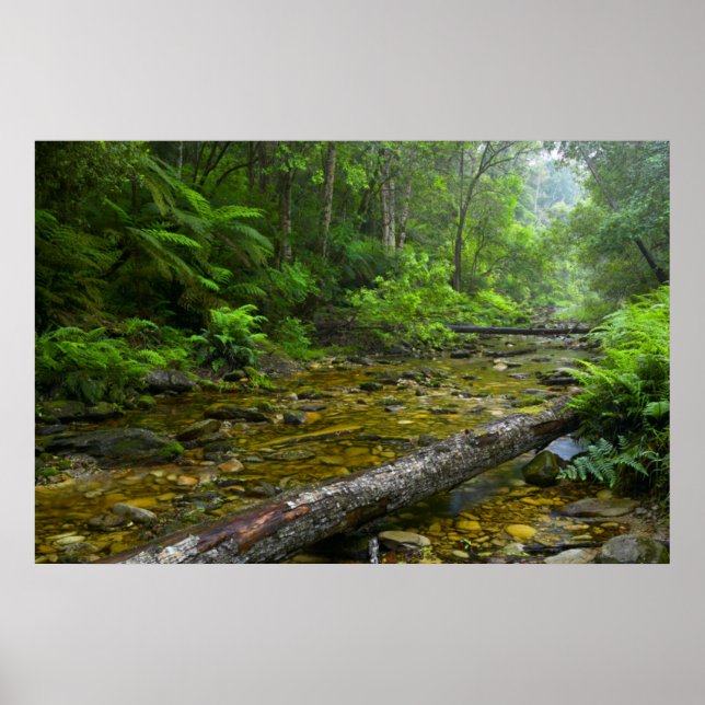 Ånga i skog, Knysna-Amatole Montane Poster (Framsidan)