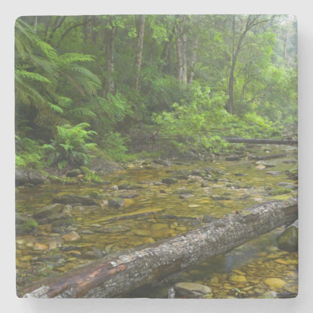 Ånga i skog, Knysna-Amatole Montane Stenunderlägg (Framsidan)