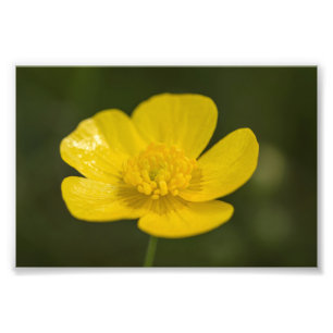 ÄngButtercup Fototryck