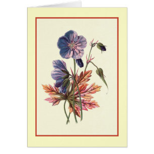 "ÄngCranesbill" botanisk illustration Hälsningskort
