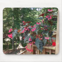 Angel Begonia med Skogen i bakgrunden