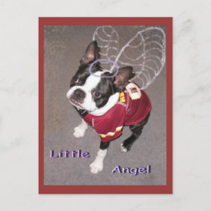 Ängel Boston Terrior Vykort