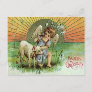 Angel Cherub Sol Lamb Får Vykort