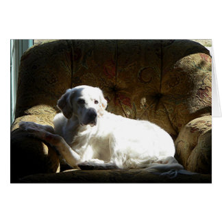 Angel English Setter Hälsningskort