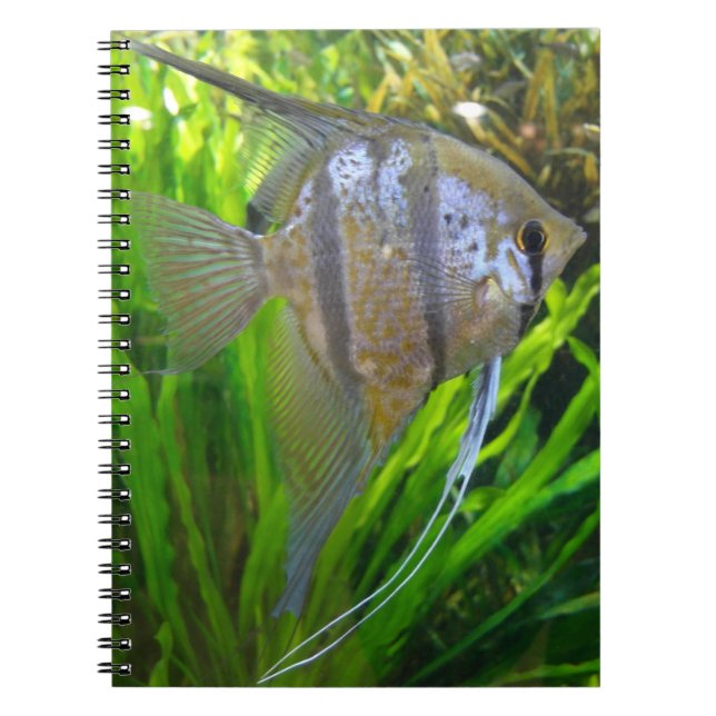 Angel Fish Anteckningsbok Med Spiral (Framsidan)