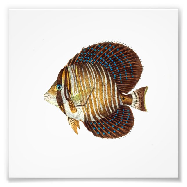 Angel Fish Beach Nautical Ocean Bathroom Fototryck (Framsidan)