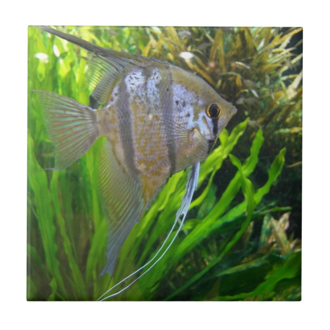 Angel Fish Kakelplatta (Framsidan)