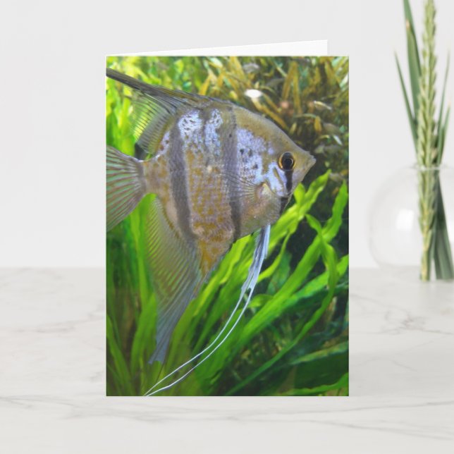 Angel Fish Kort (Framsida)